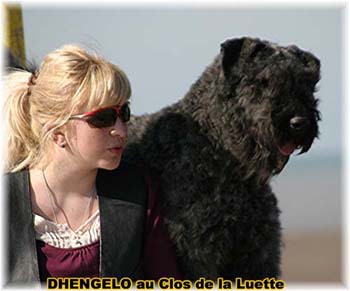  Bouvier des Flandres expositions tous prim&eacute;s